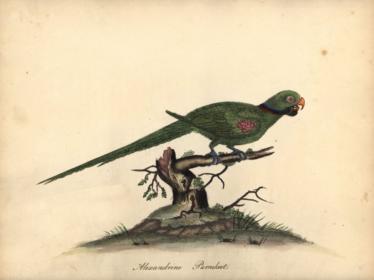 Perruche alexandre, Psittacula eupatria - William Hayes