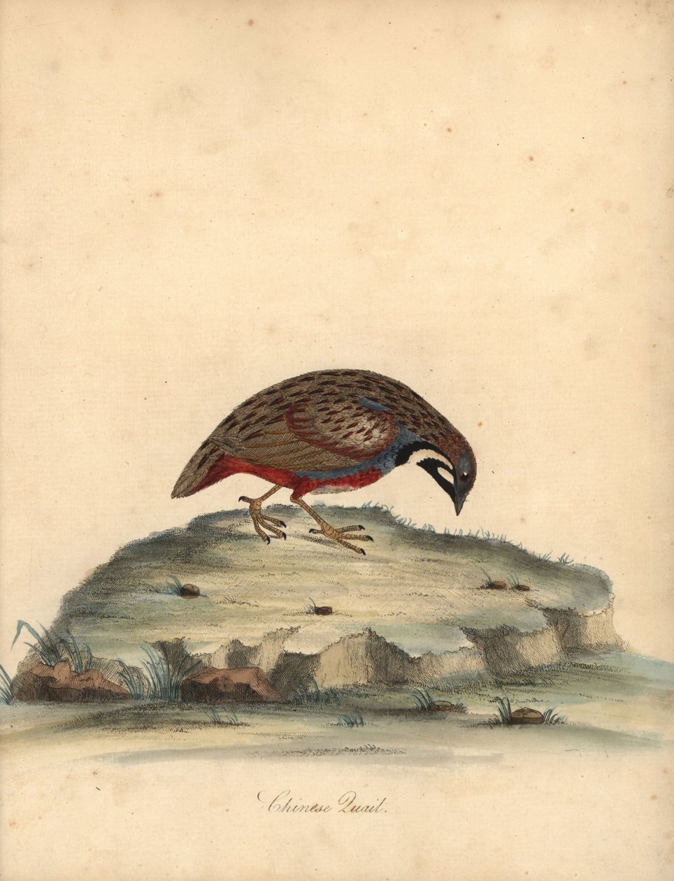 Caille à poitrine bleue, Coturnix chinensis. (Caille chinoise, Tetrao chinensis) Gravure à la main en couleur d