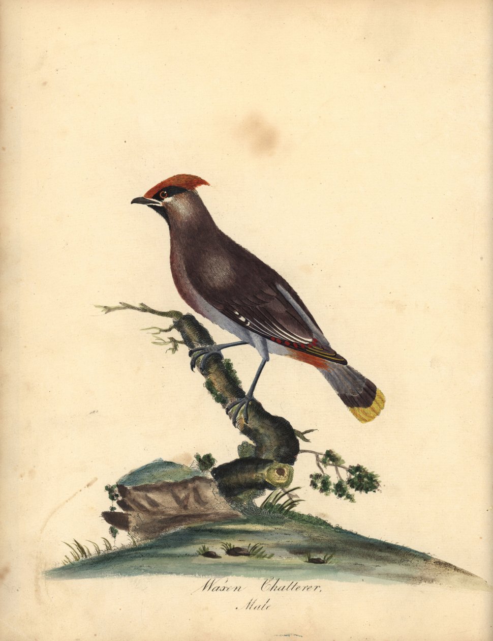 Jaseur boréal, Bombycilla garrulus. Gravure à la main en couleur d