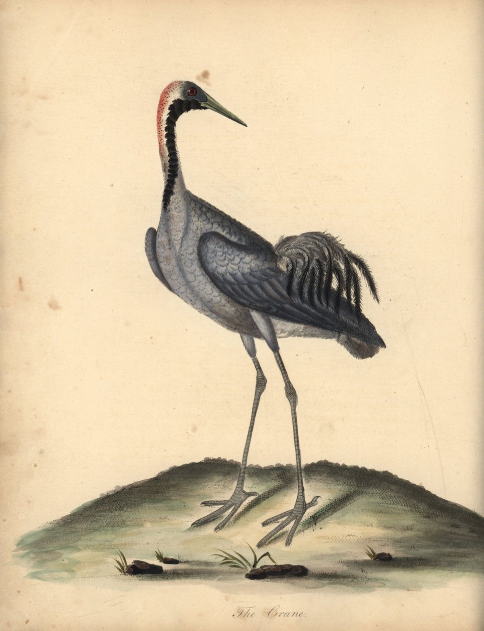 Grue cendrée. Gravure à la main d