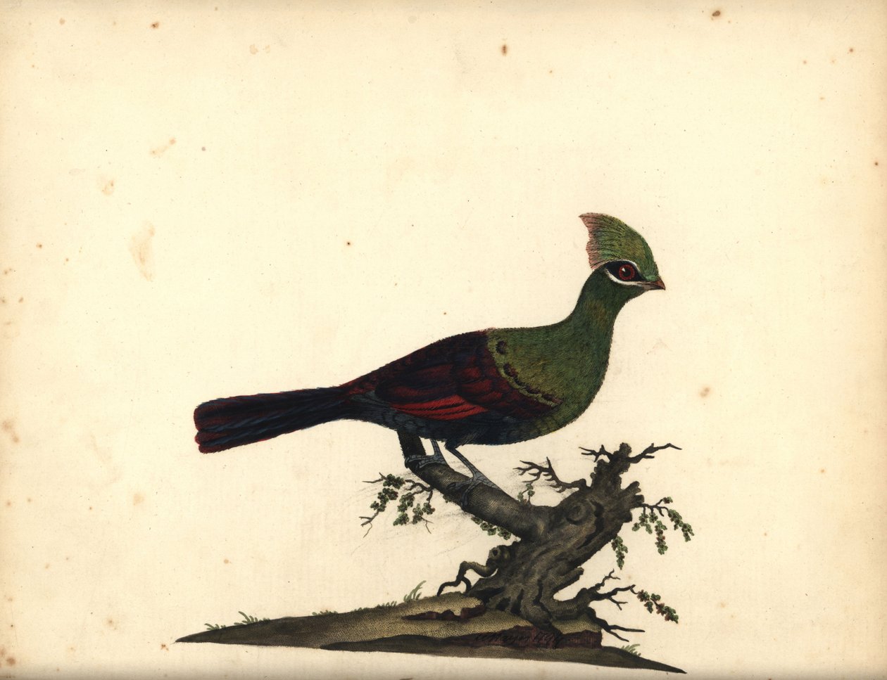 Touraco vert, Tauraco persa. Gravure à la main d