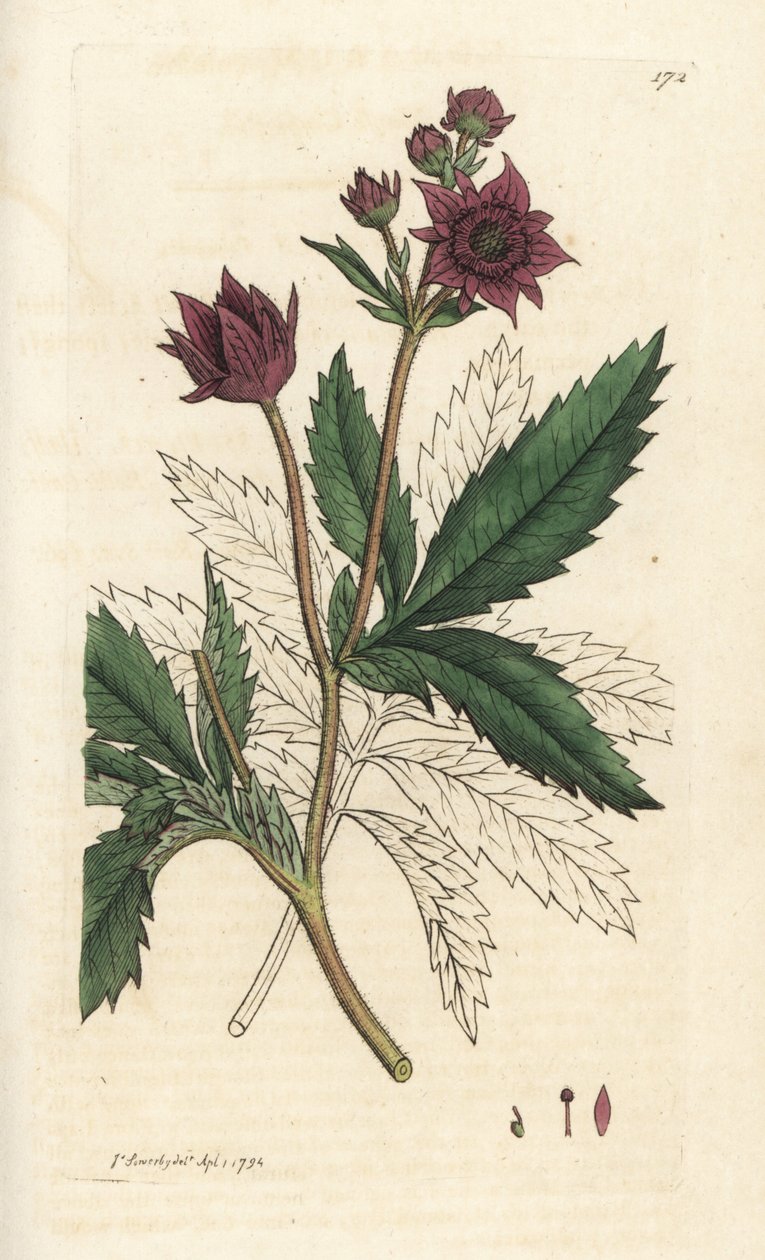 Potentille des marais, Comarum palustre. Gravure à la main en cuivre par James Sowerby de 