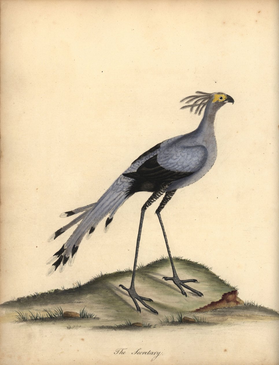 Messager sagittaire. Gravure à la main d