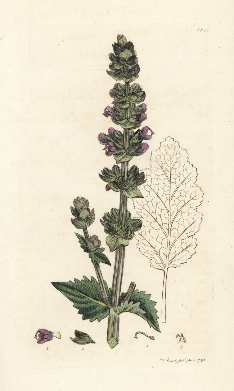 Sauge sauvage anglaise, Salvia verbenaca - William Hayes