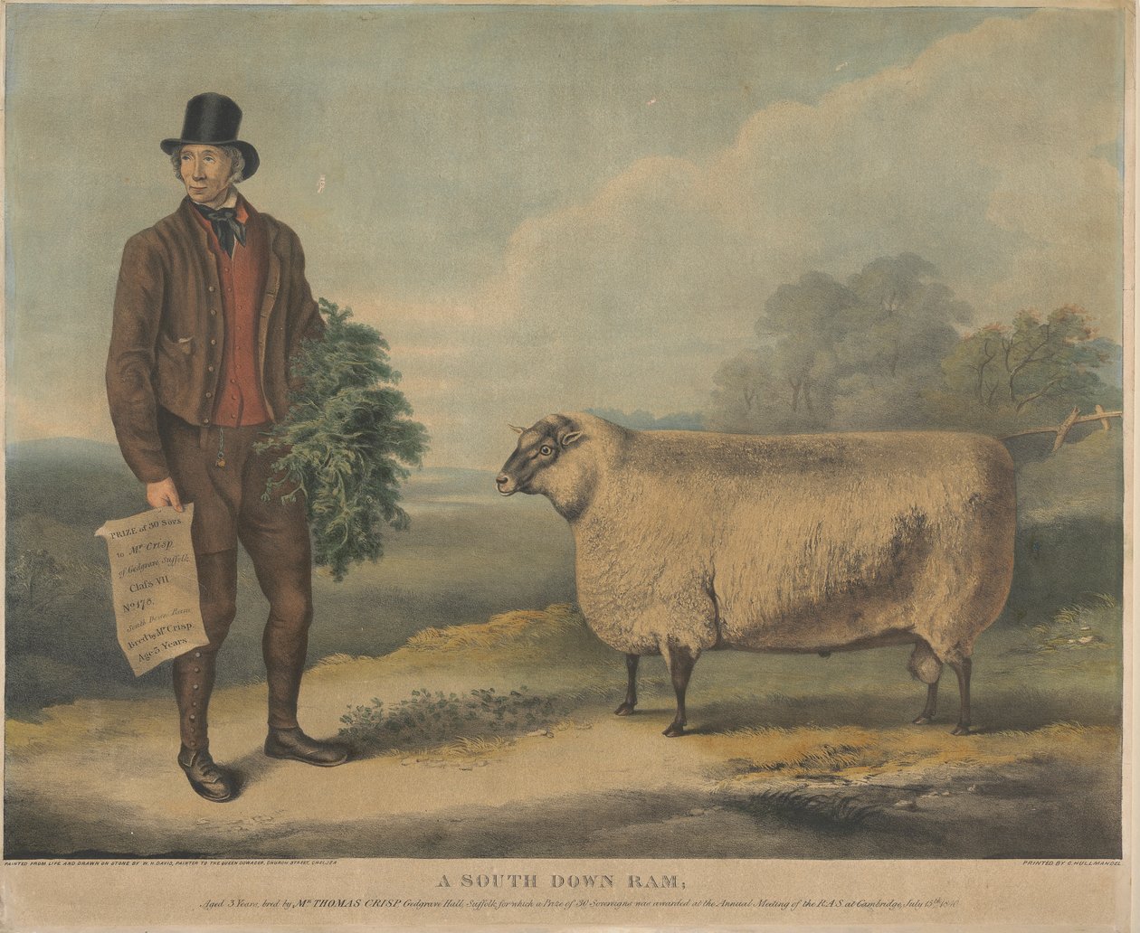 Un bélier South Down; Âgé de 3 ans, élevé par M. Thomas Crisp, Gedgrave Hall, Suffolk, pour lequel un prix de 30 souverains a été décerné lors de la réunion annuelle de la R.A.S. à Cambridge, le 15 juillet 1840 - William Henry Davis
