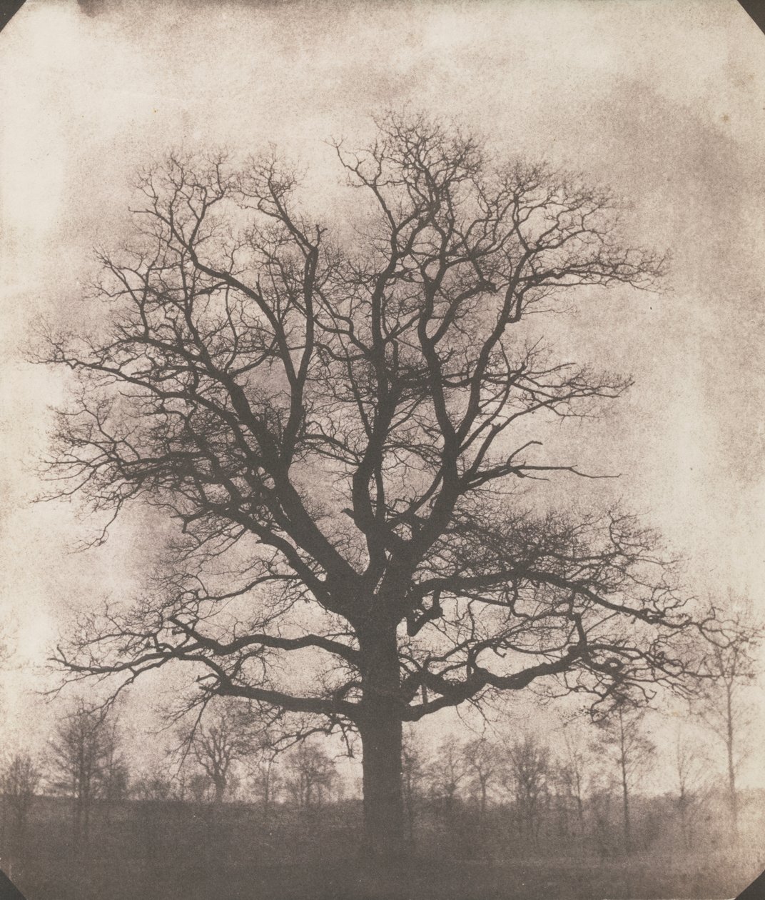 Un chêne en hiver, c.1892-93 - William Henry Fox Talbot