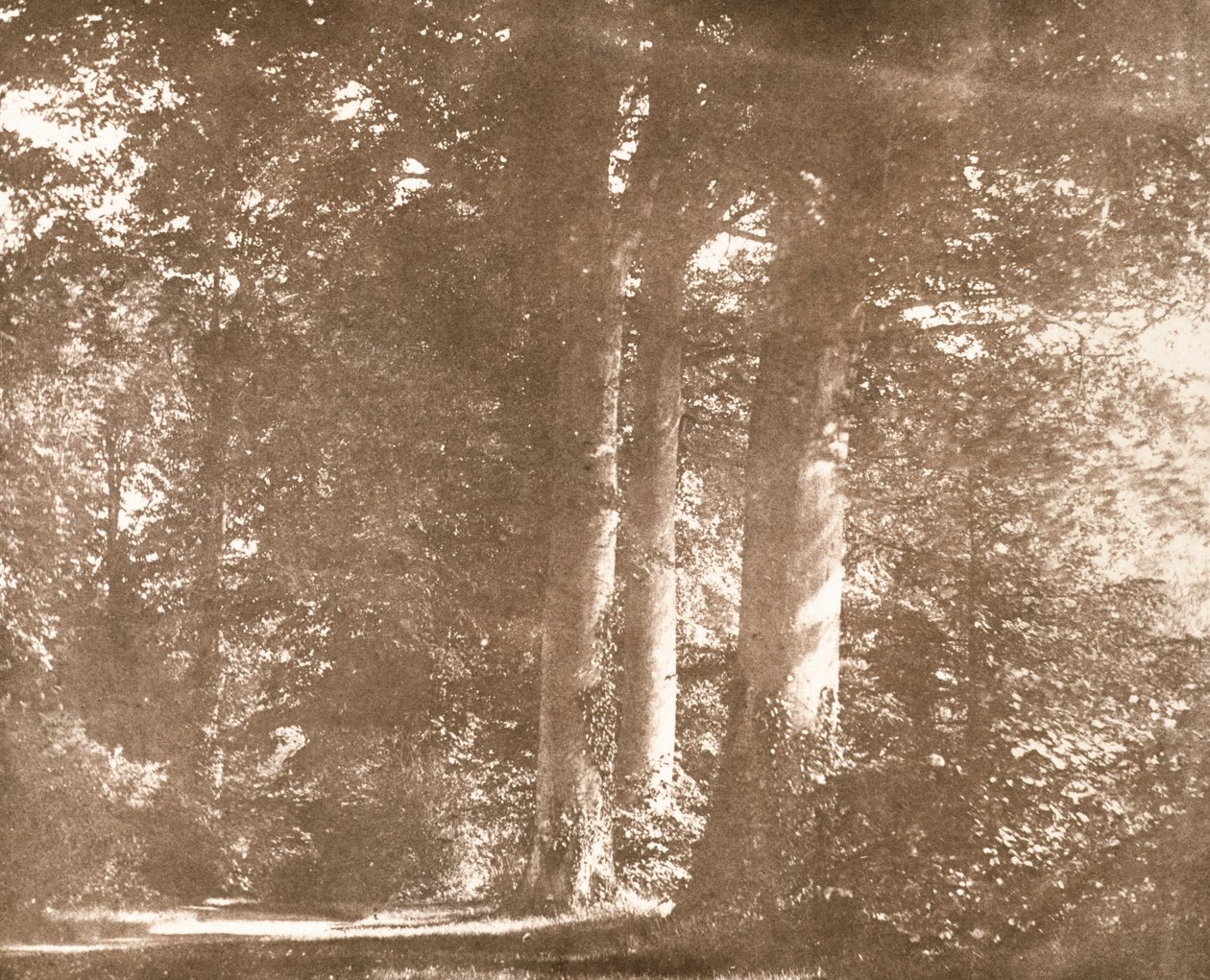 Hêtres, Abbaye de Lacock, c.1844 - William Henry Fox Talbot