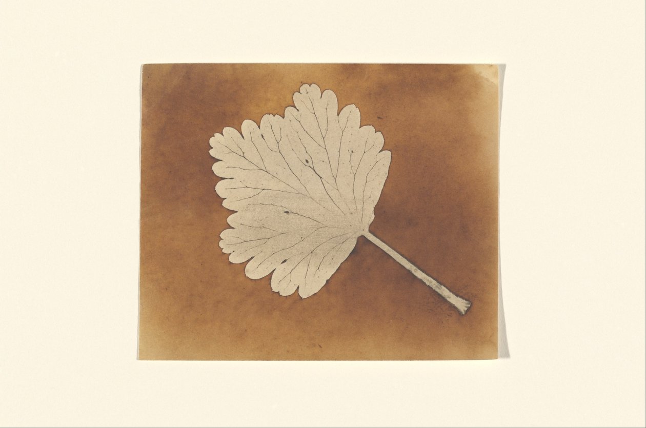[Blatt] - William Henry Fox Talbot