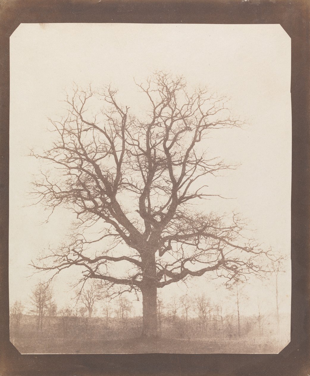 Chêne en hiver - William Henry Fox Talbot