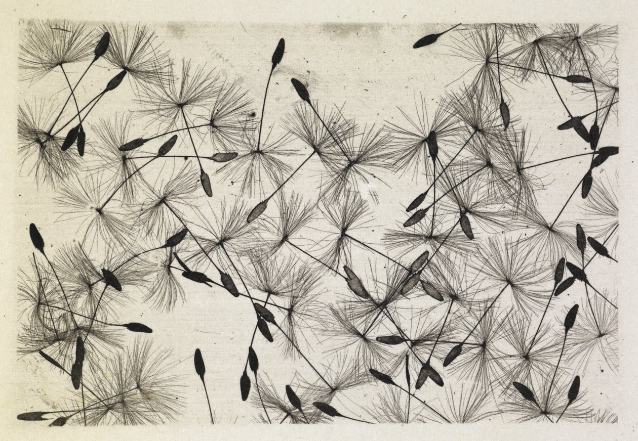 Photo de Talbot 24 1730 - William Henry Fox Talbot