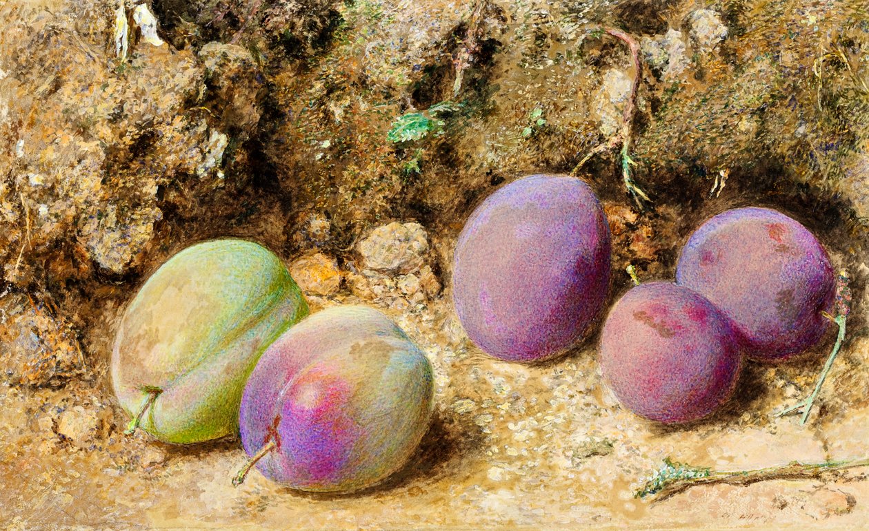 Prunes mûres et non mûres, c.1860 - William Henry Hunt