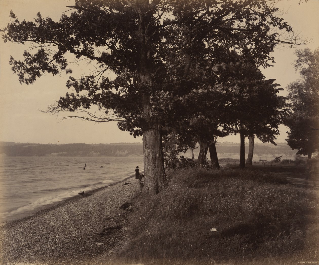 Lac Cayuga, Sheldrake, c. 1895 (photo) - William Herman Rau