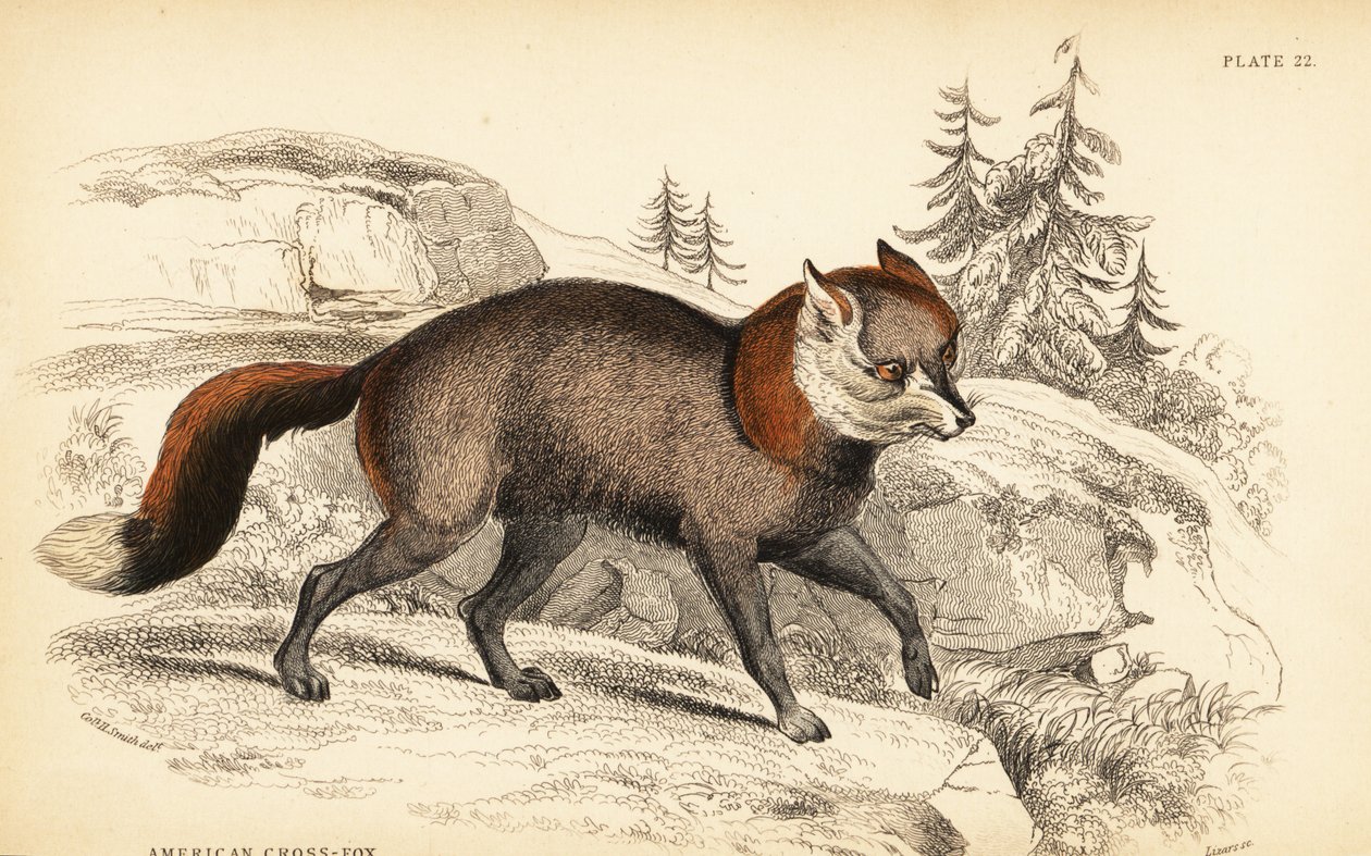 Renard croisé américain, Vulpes vulpes - William Home Lizars