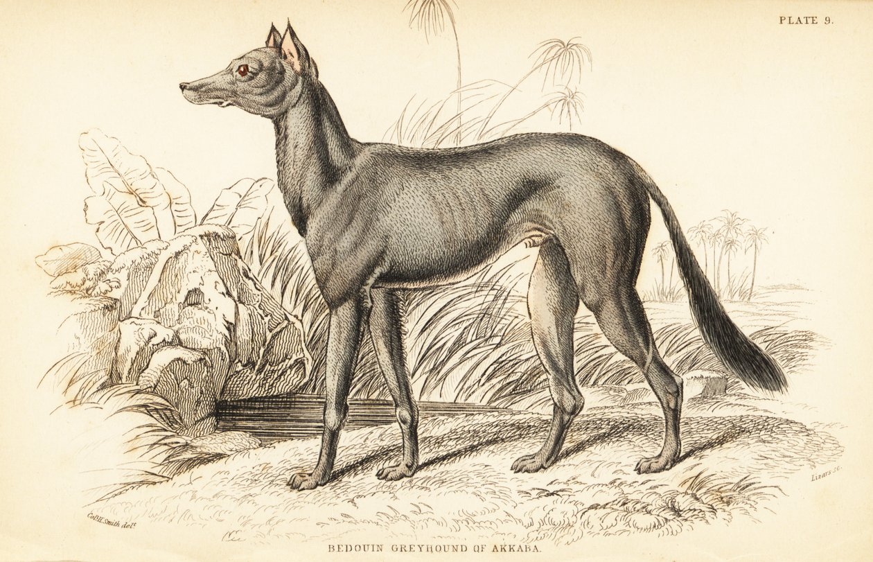 Lévrier arabe, Canis lupus familiaris - William Home Lizars