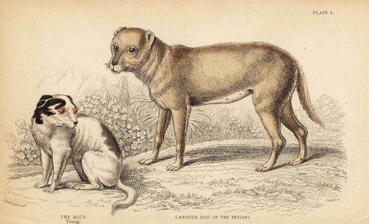 Chien porteur des Indiens ou Techichi du Mexique ancetre du chihuahua Canis lupus familiaris et un jeune chien Alco Yzi cuinte potzotli au Mexique Canis lupus familiaris Canis alco