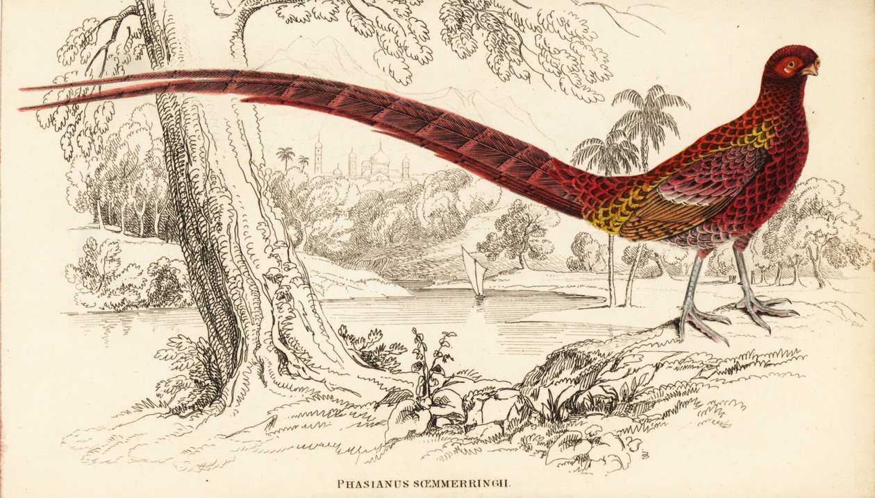 Faisan cuivré ou faisan de Soemmerring, Syrmaticus soemmerringii (Phasianus soemmerringii) - William Home Lizars