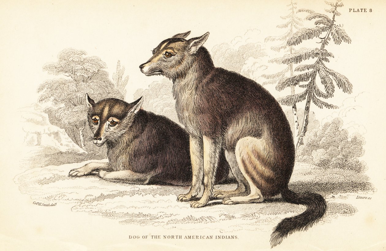 Coyote, Canis latrans - William Home Lizars