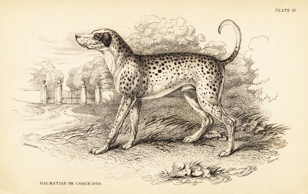Chien dalmatien ou chien de carrosse, Canis lupus familiaris - William Home Lizars