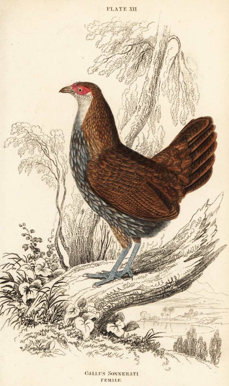 Poule de Sonnerat ou poule de jungle grise, Gallus sonneratii (Gallus sonnerati) - William Home Lizars