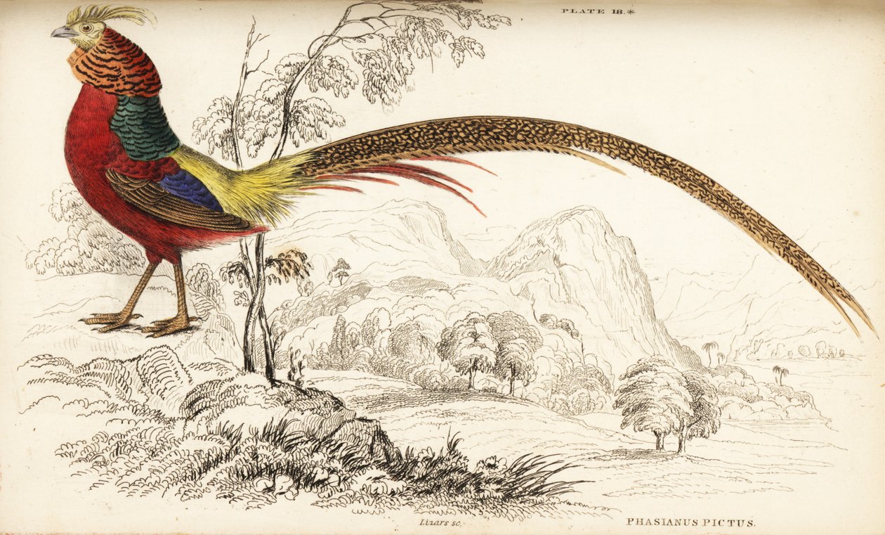 Faisan doré ou faisan chinois, Chrysolophus pictus (Phasianus pictus) - William Home Lizars