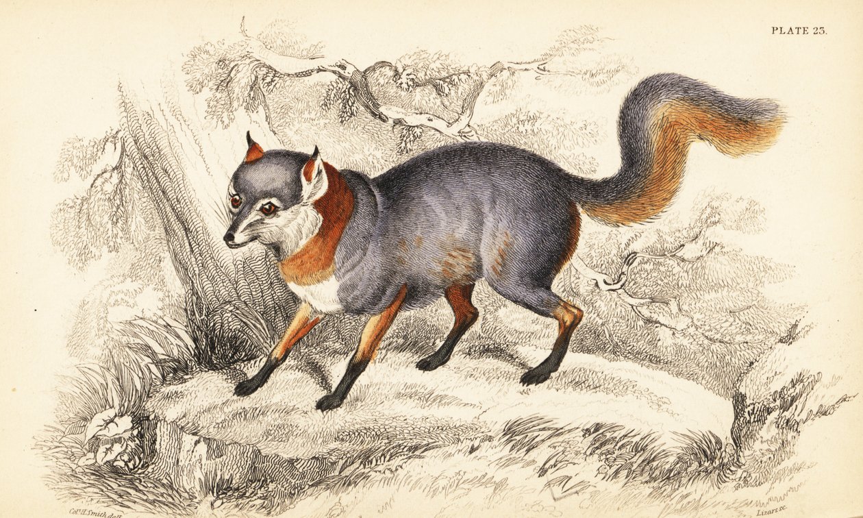 Renard gris, Urocyon cinereoargenteus - William Home Lizars