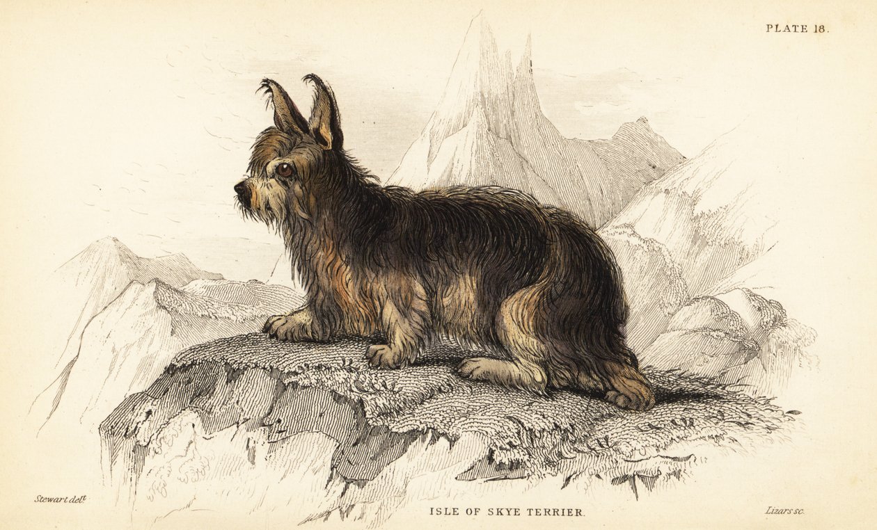 Terrier de l