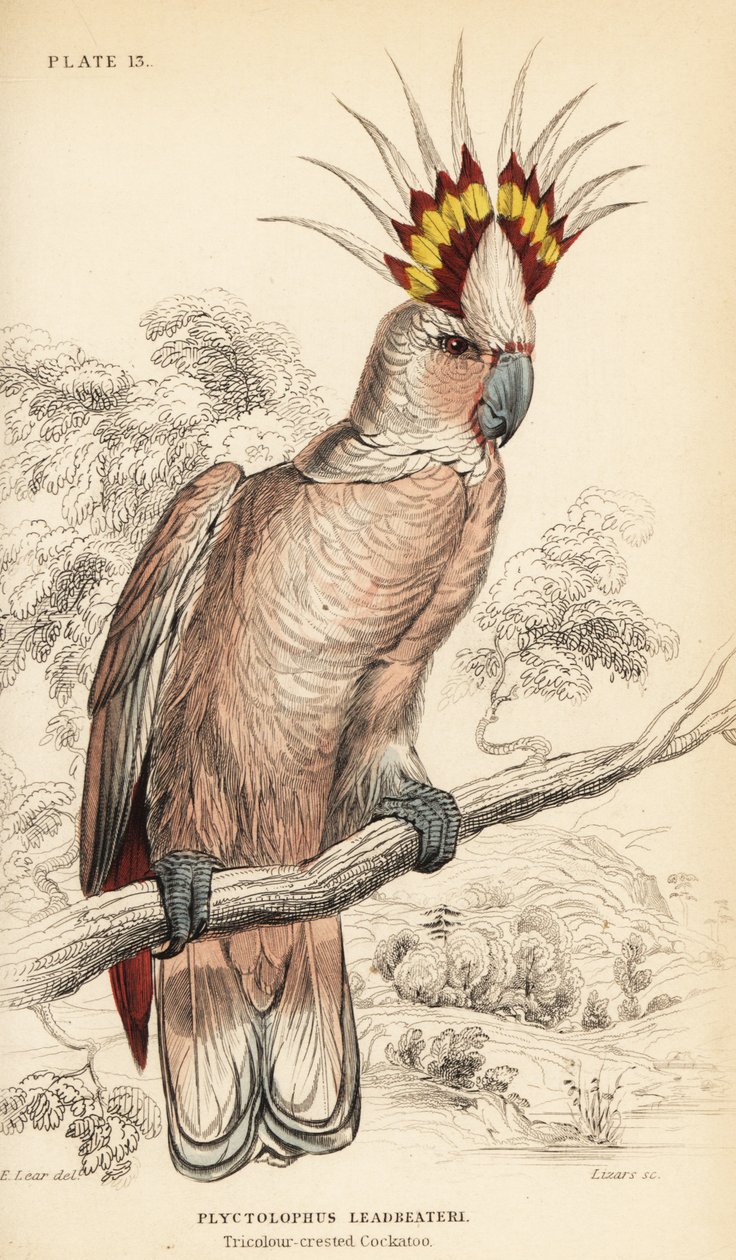 Cacatoès de Major Mitchell, Lophochroa leadbeateri - William Home Lizars