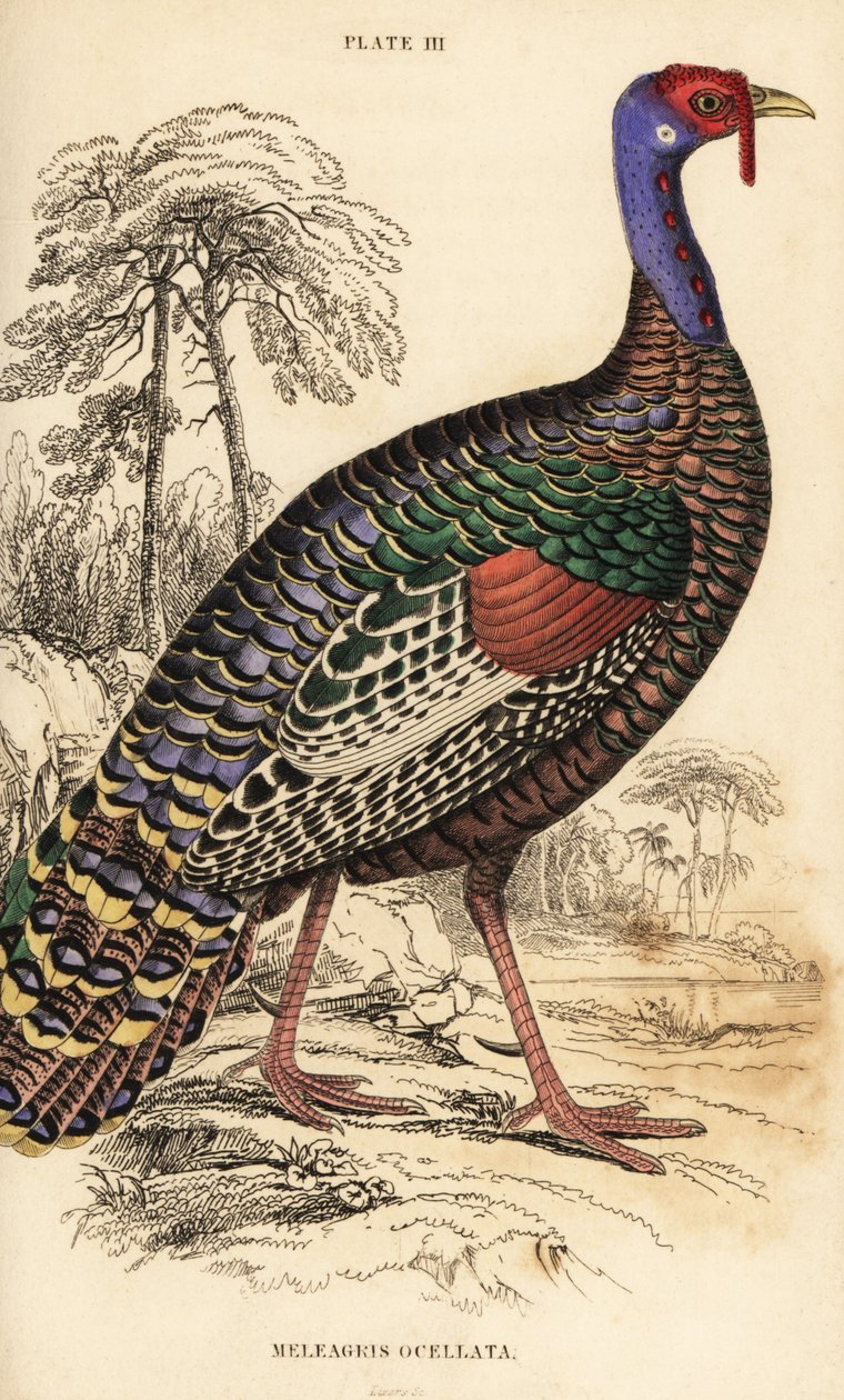 Dindon ocellé, Meleagris ocellata - William Home Lizars