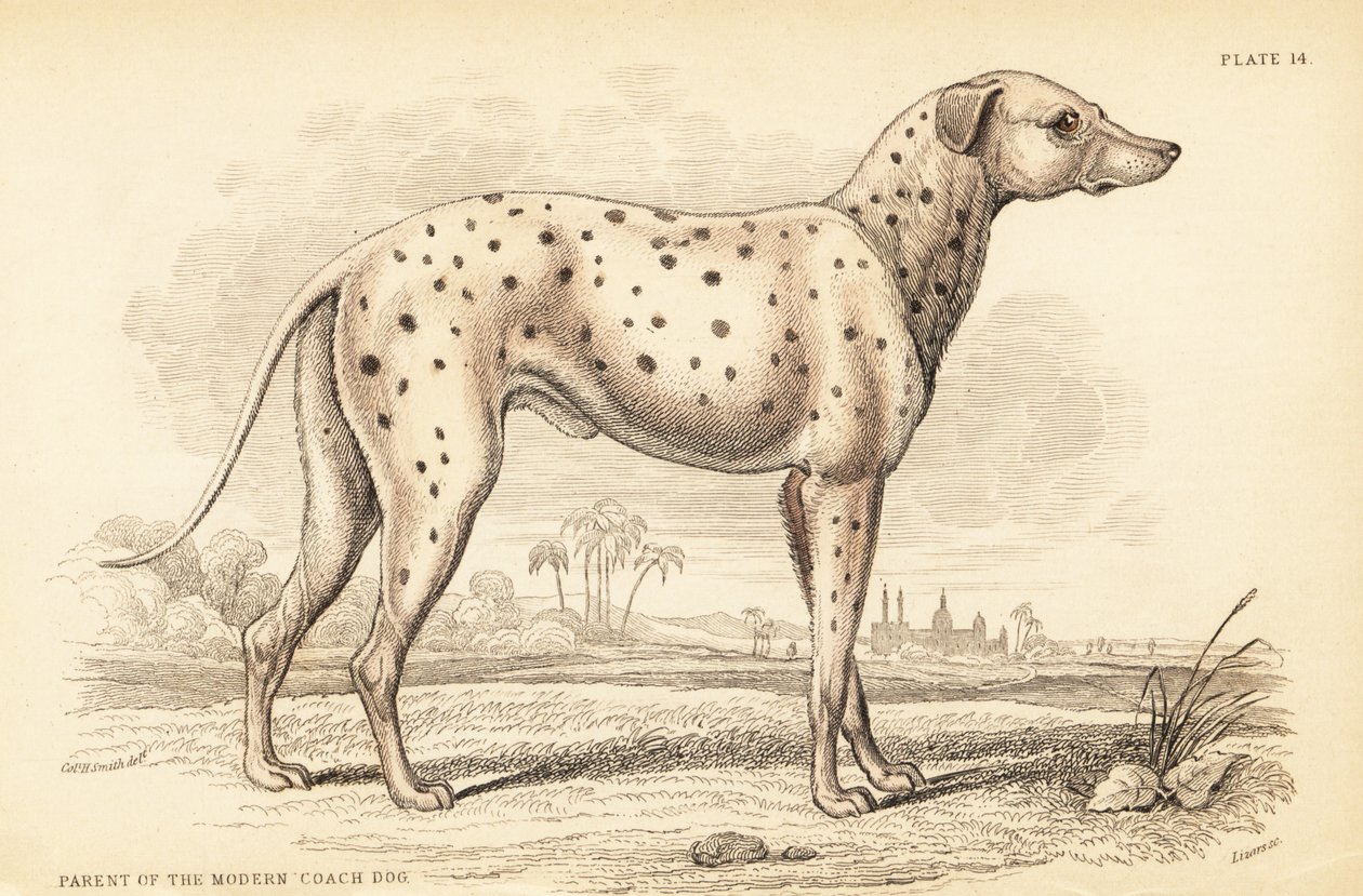 Parent du chien de carrosse moderne, Canis lupus familiaris - William Home Lizars