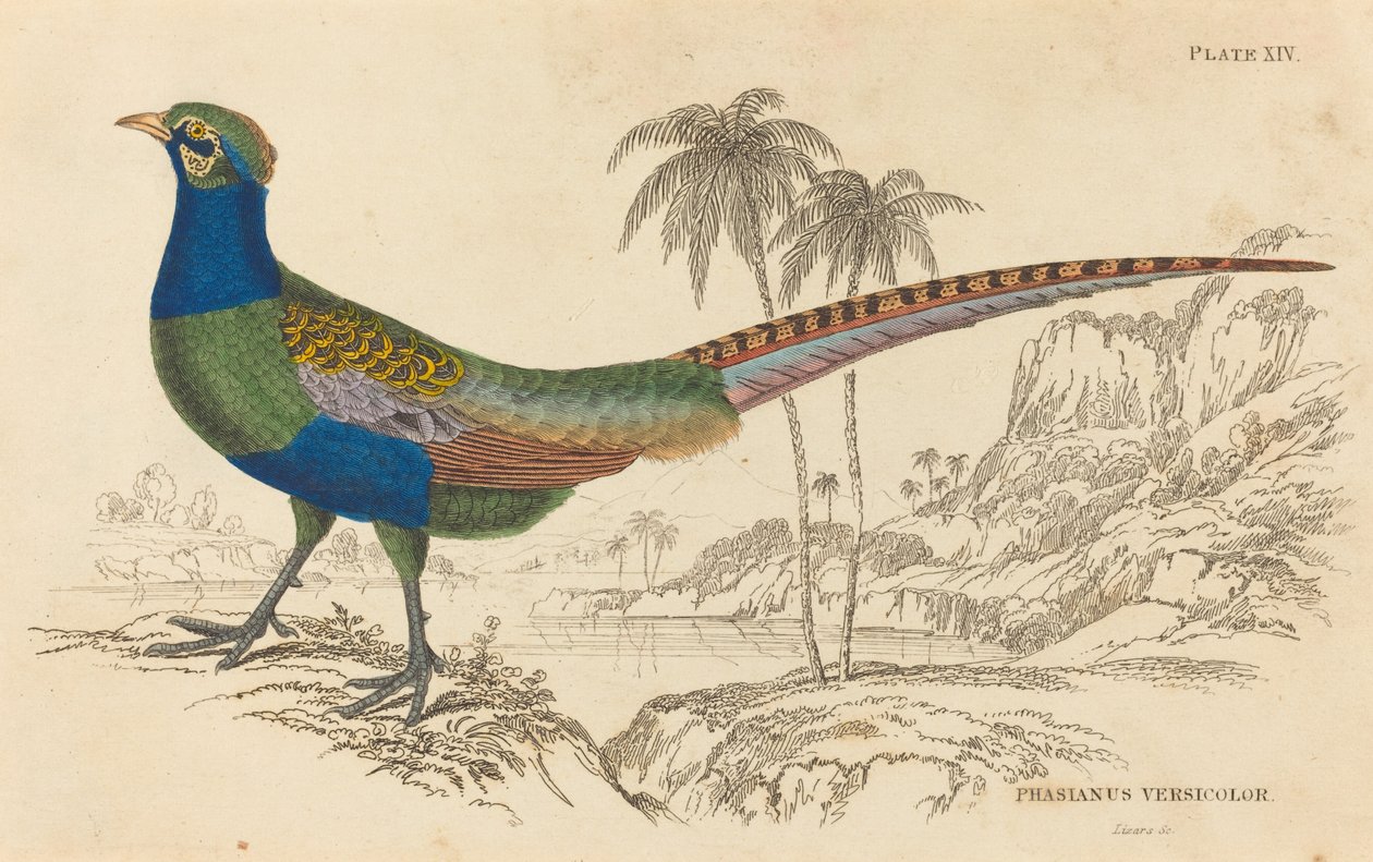 Phasianus Versicolor - William Home Lizars