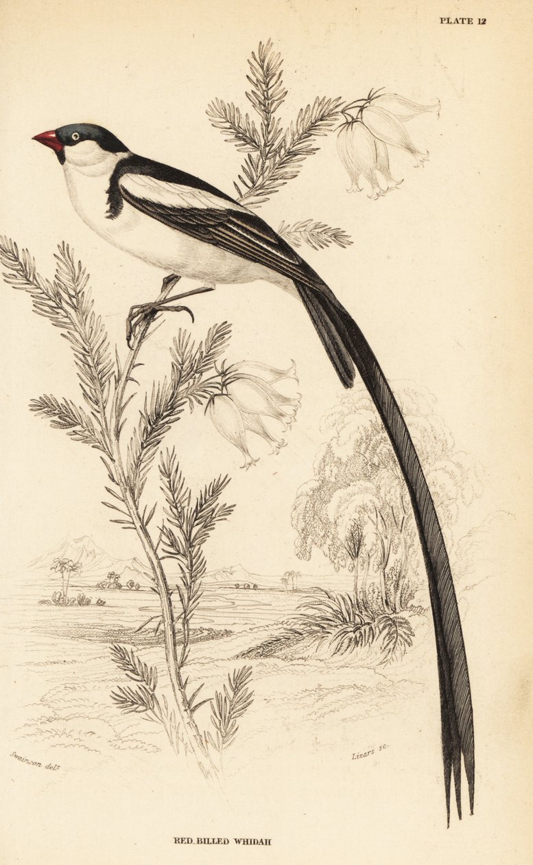 Veuve à queue épinglée, Vidua macroura (Veuve à bec rouge, Vidua erythrorhynchus) - William Home Lizars