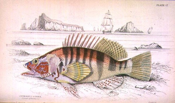 Planche 17 Serbanus Scriba (Île de Baziluzzo), gravé par l