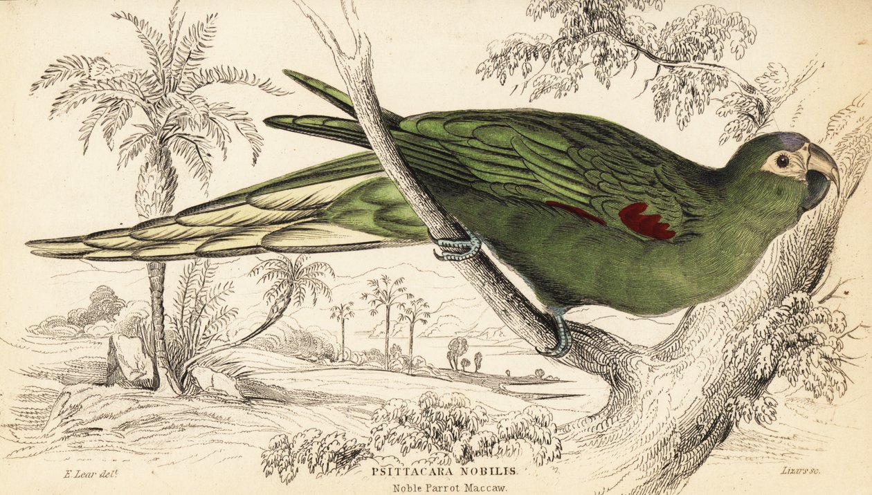Ara à épaulettes rouges, Diopsittaca nobilis - William Home Lizars