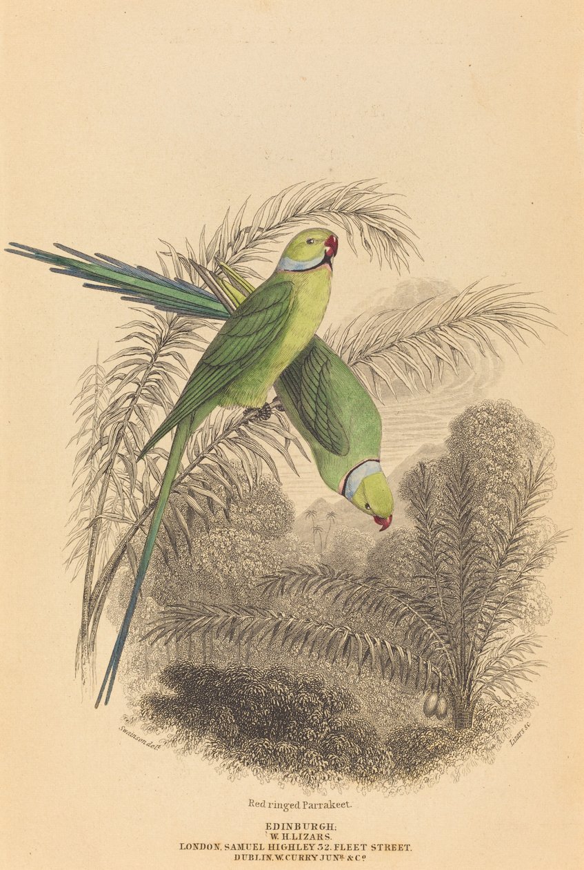 Perruche à anneau rouge - William Home Lizars