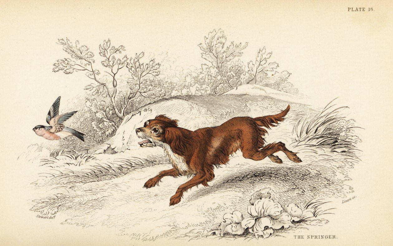 Springer ou épagneul springer anglais, Canis lupus familiaris - William Home Lizars