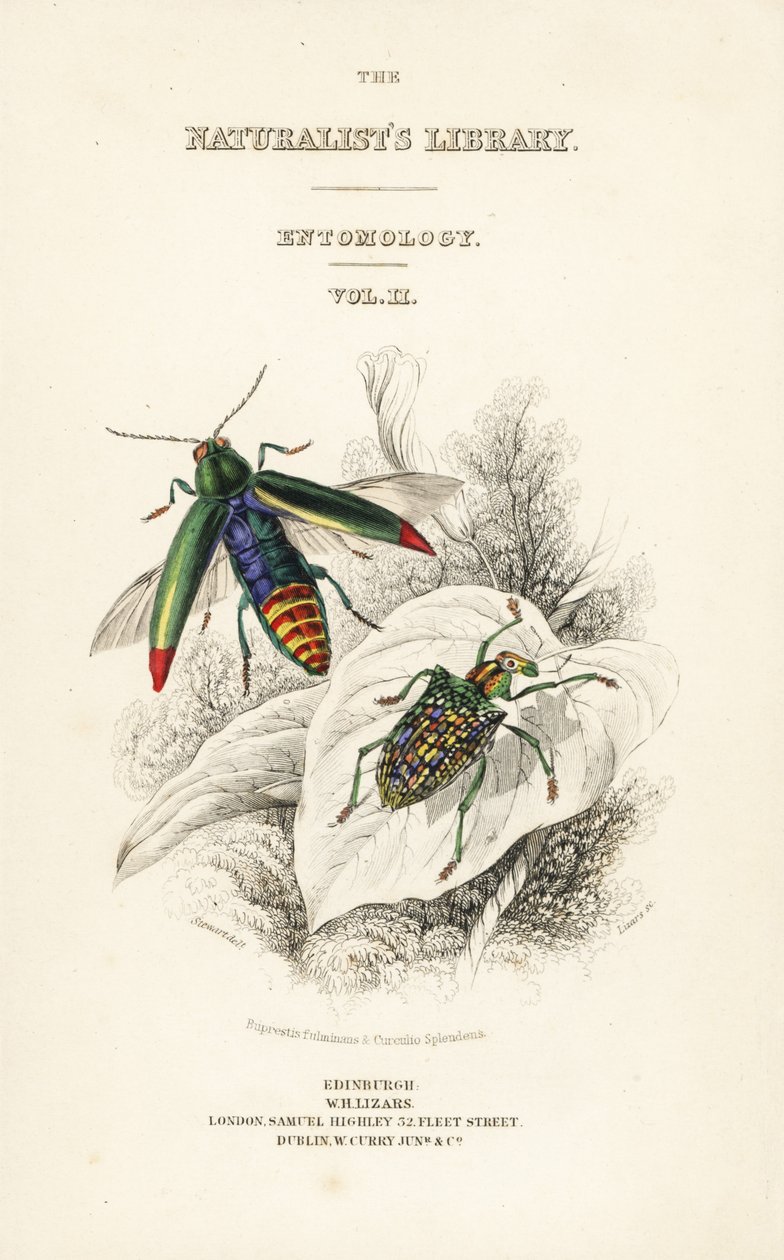 Page de titre avec vignette de coléoptère bijou, Chrysochroa fulminans, et coléoptère diamant à ailes tachetées, Curculio splendens - William Home Lizars