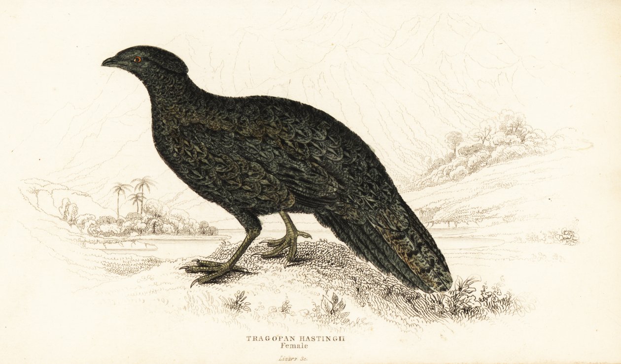 Tragopan occidental ou tragopan cornu occidental, femelle, Tragopan melanocephalus - William Home Lizars