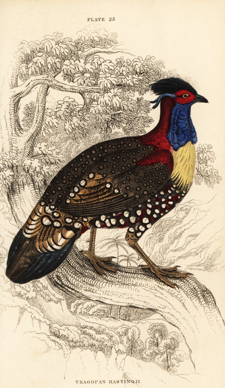 Tragopan occidental ou tragopan cornu occidental, mâle, Tragopan melanocephalus - William Home Lizars