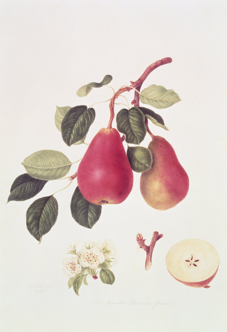 La Poire Beurré Écarlate, 1819 - William Hooker