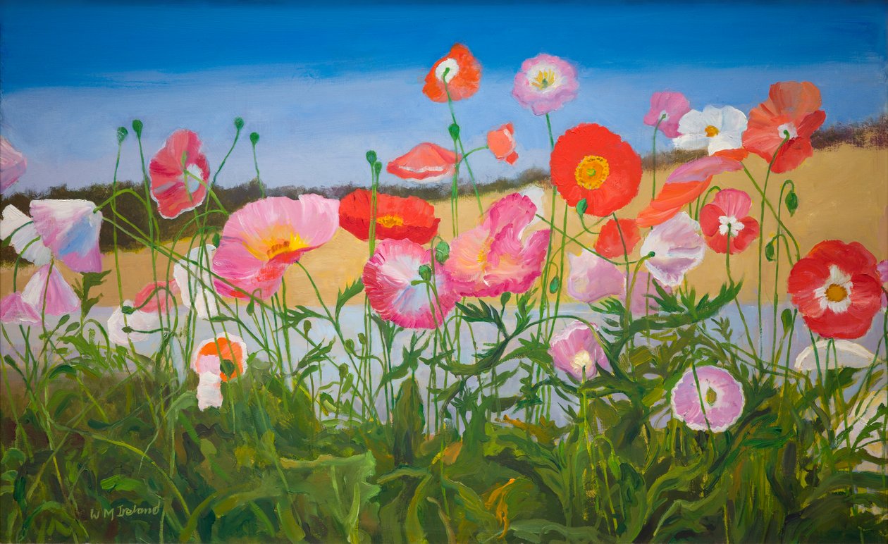 Coquelicots - William Ireland
