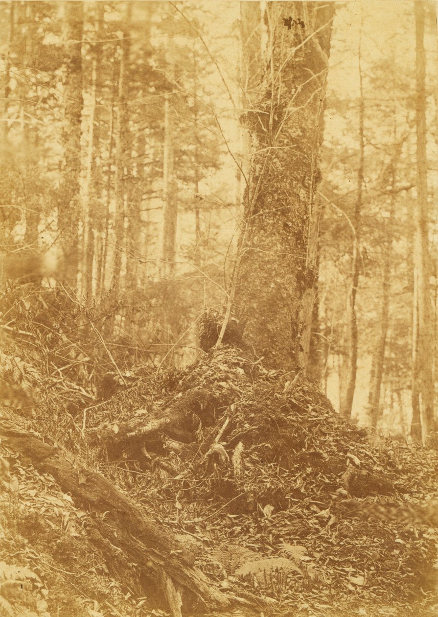 Sans titre, extrait du portfolio The Forest : Bois des Adirondacks - William James Stillman