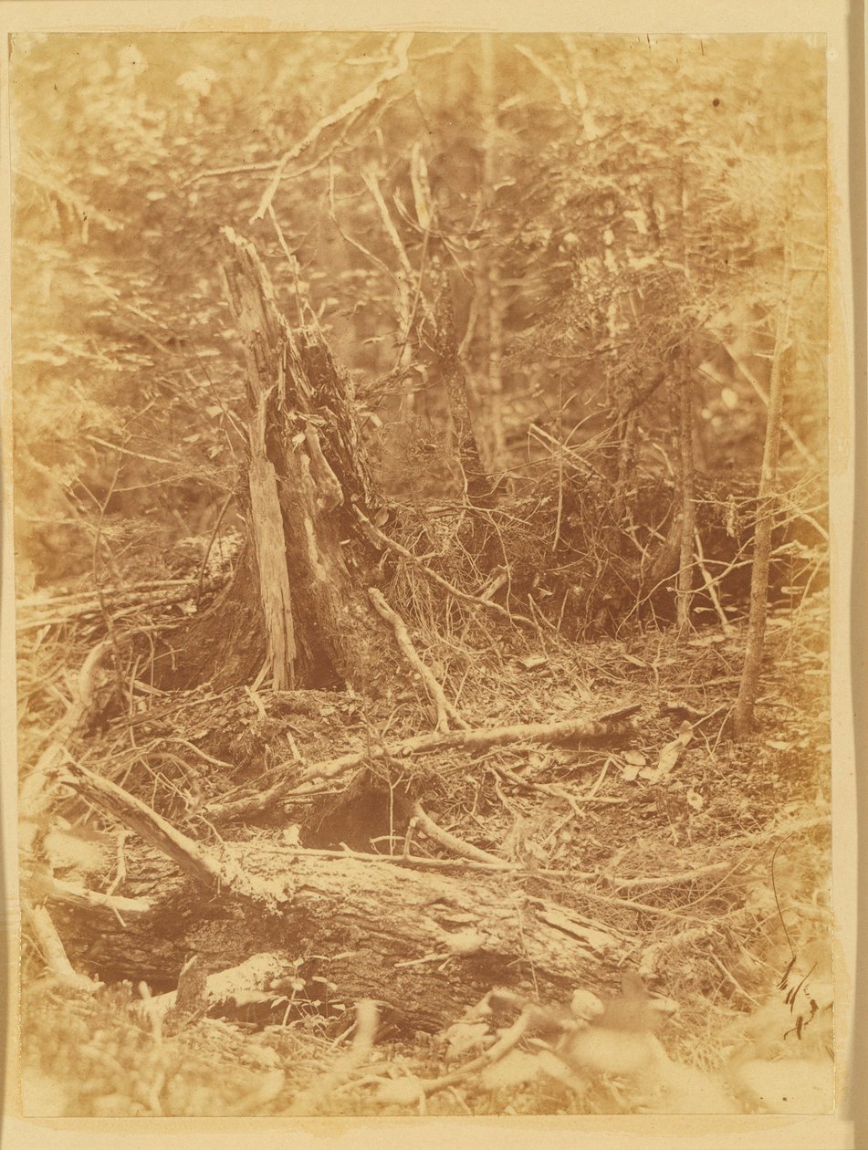 Sans titre, tiré du portfolio The Forest : Bois des Adirondacks - William James Stillman