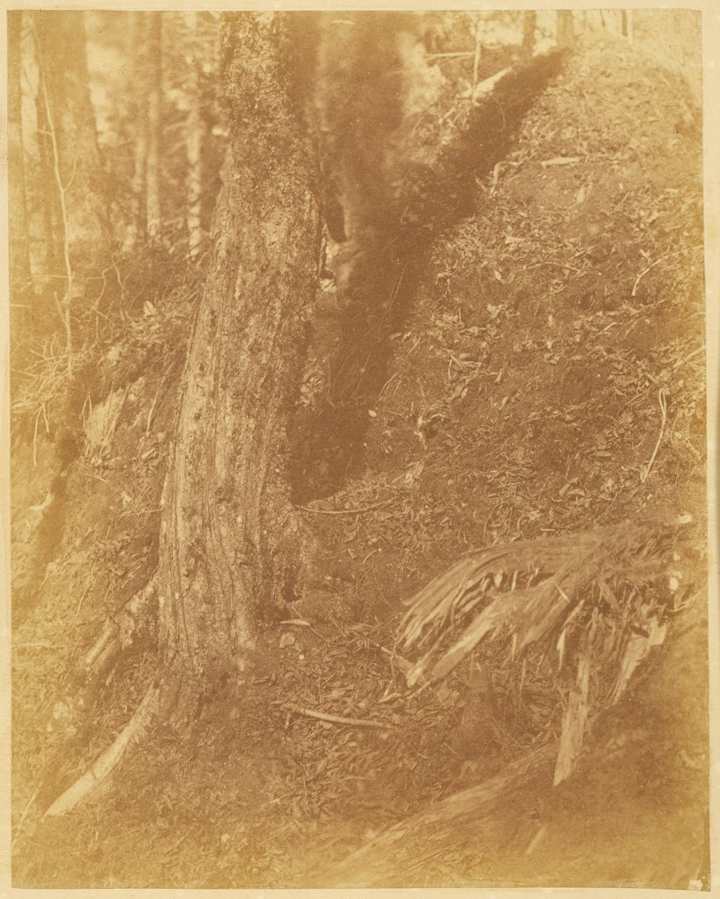 Sans titre, extrait du portfolio The Forest : Bois des Adirondacks - William James Stillman