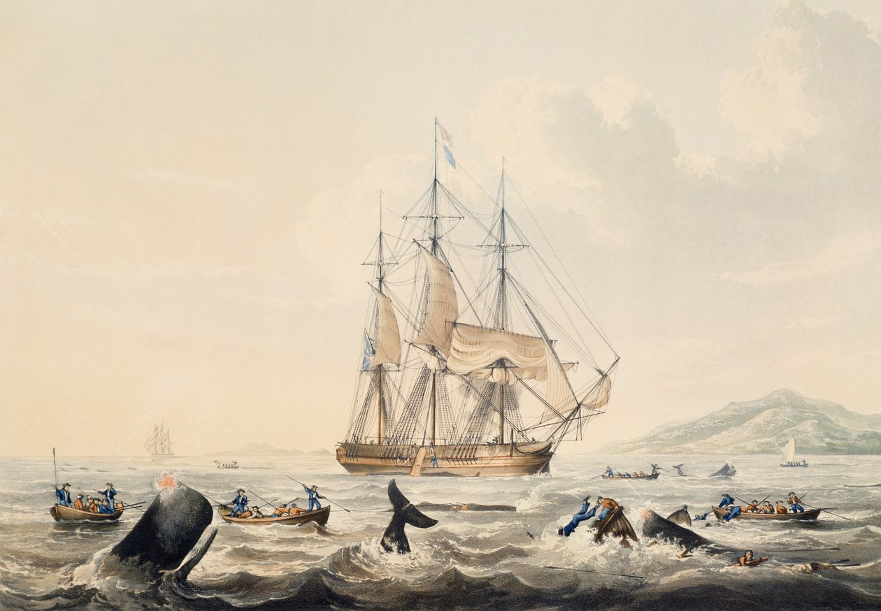 Chasse à la baleine dans les mers du Sud, gravure de William John Huggins - William John Huggins