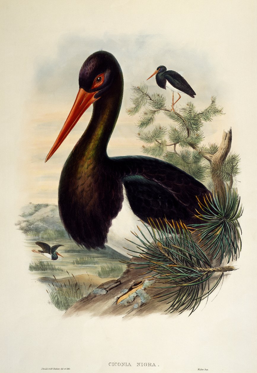 Cigogne noire (Ciconia nigra), lithographie de "Les Oiseaux de Grande-Bretagne" - William Matthew Hart