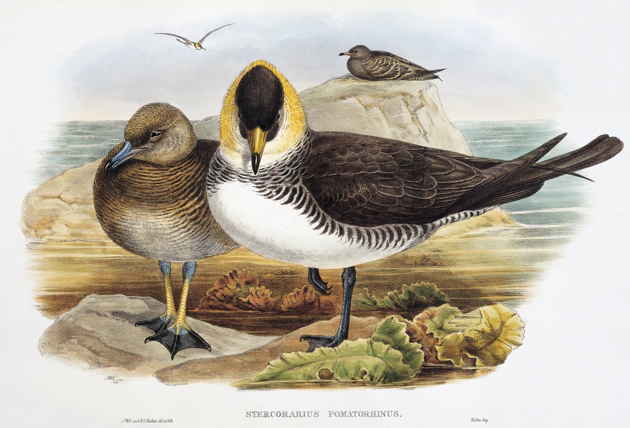 Labbe pomarin (Stercorarius pomarinus), lithographie de "Les Oiseaux de Grande-Bretagne" - William Matthew Hart