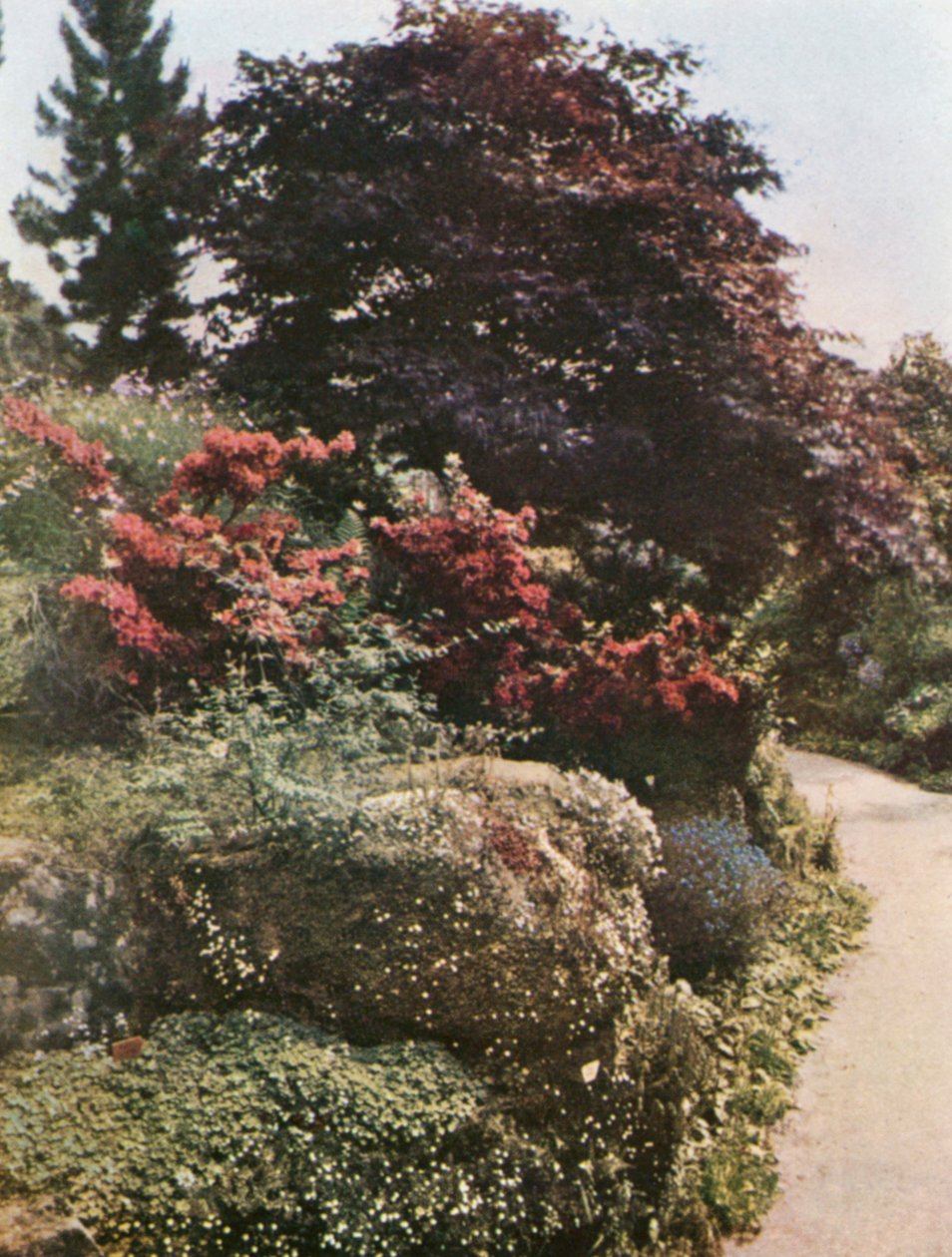 Une partie du jardin de rocaille à Brockhurst, East Grinstead (photo couleur) - William Ransford