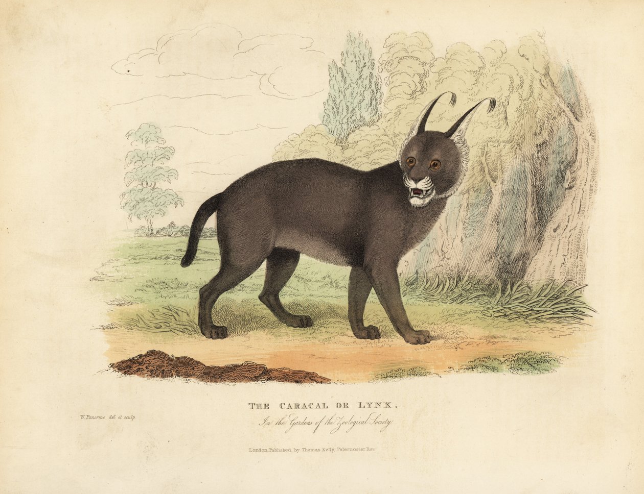 Le Caracal ou Lynx - William Smellie