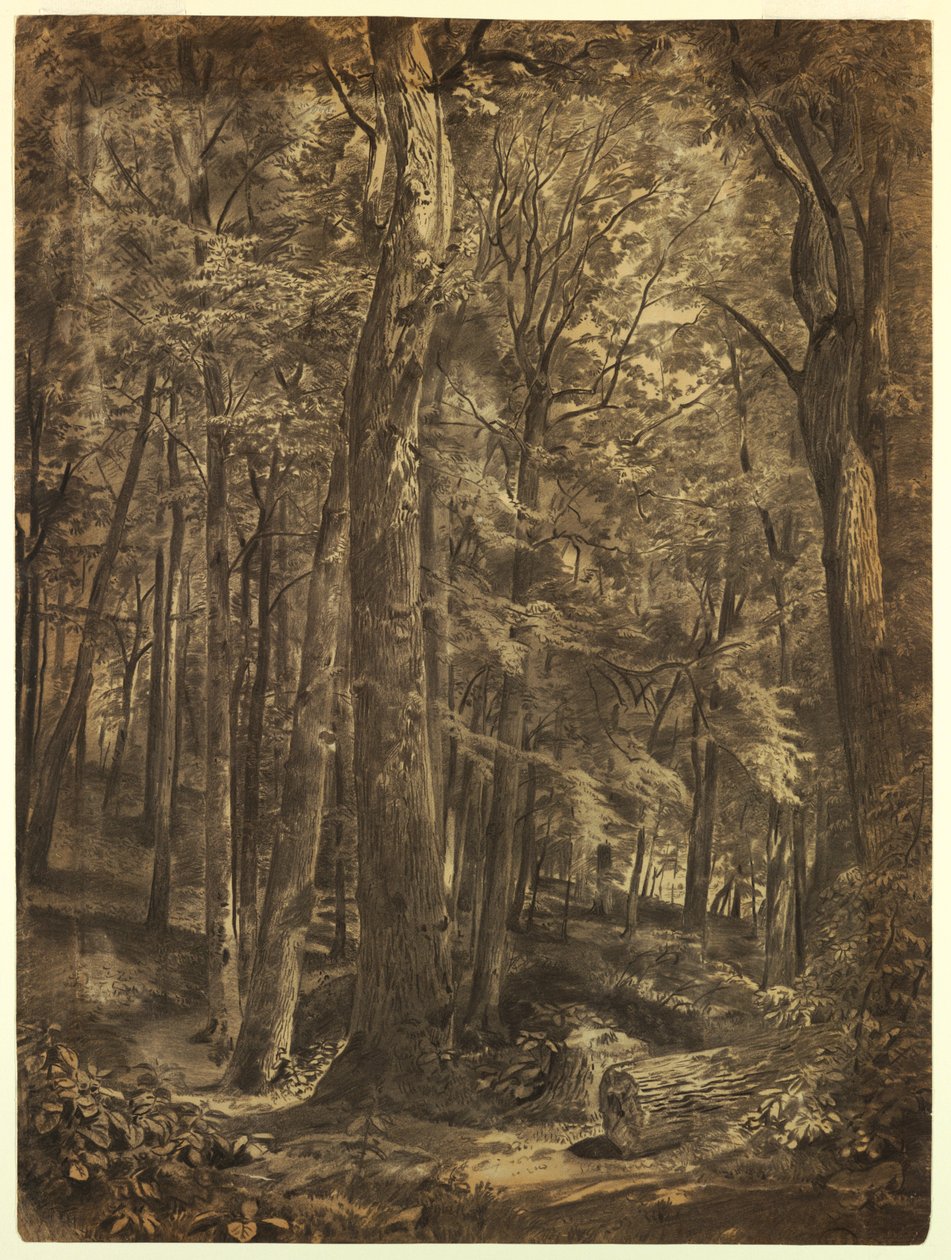 Dessin, In the Woods, étude pour une peinture, June Woods, New York Historical Society, prêt de la New York Public Library, 1864 - William Trost Richards