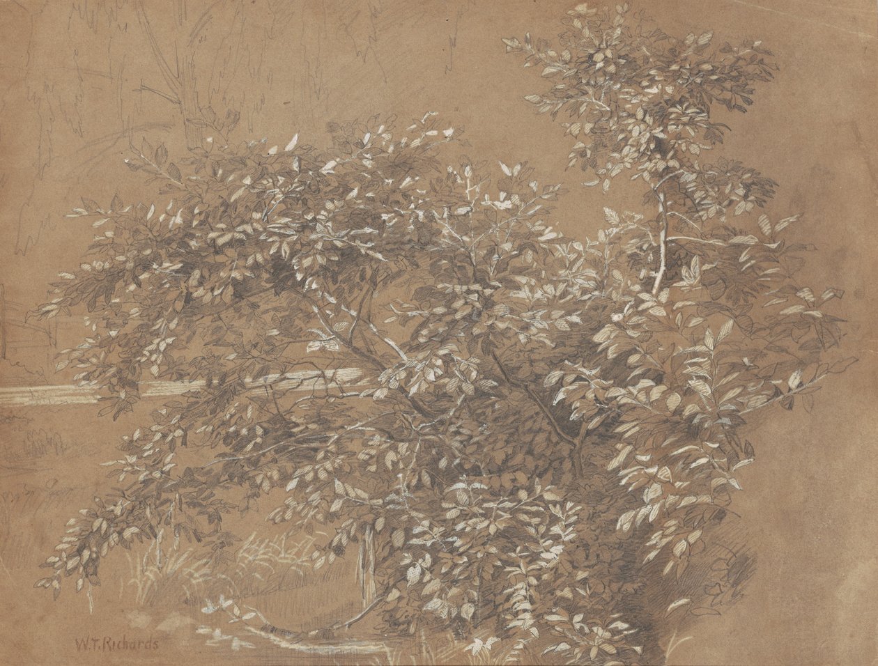 Feuillage - William Trost Richards